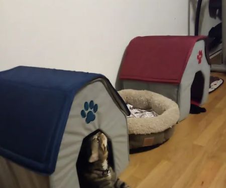 Fair Care Animal Hospital