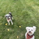 DuPage Animal Hospital