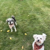 DuPage Animal Hospital ico
