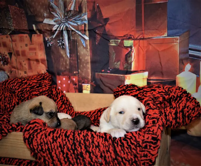 Carriage Animal Hospital Picture 9