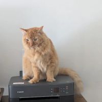 Banfield Pet Hospital ico