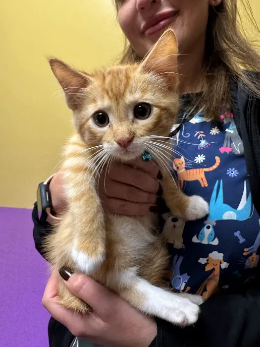 Touhy Animal Hospital & Grooming Picture 6