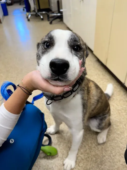 Touhy Animal Hospital & Grooming Picture 2