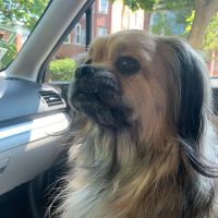 Chicago Veterinary Geriatrics ico