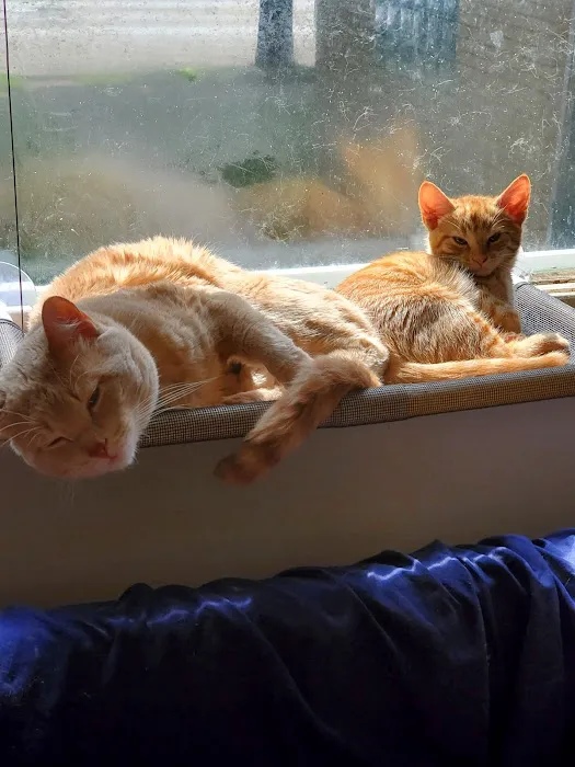 Tree House Veterinary Wellness Center Picture 9