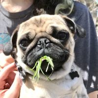 GoodVets Evanston ico