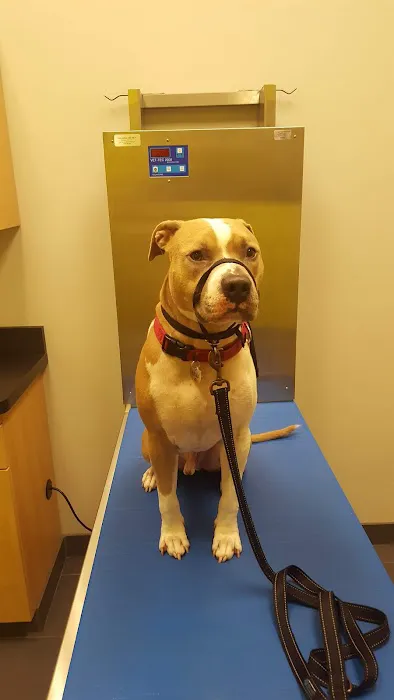 Evanston Animal Hospital Picture 3