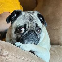Banfield Pet Hospital ico