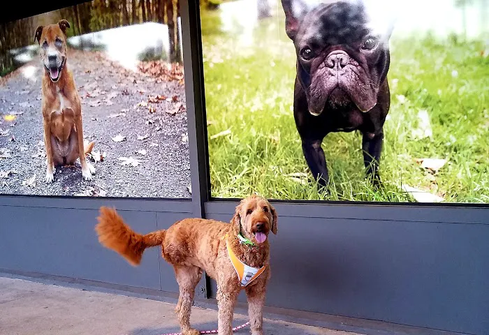 Bridge Animal Referral Center Picture 7