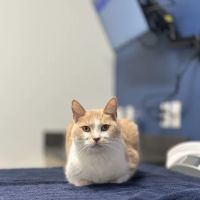 Seaview Animal Hospital ico