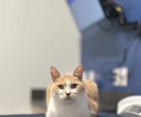 Seaview Animal Hospital