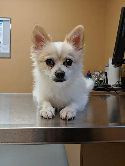 North Creek Pet Hospital Picture 1