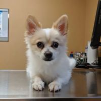 North Creek Pet Hospital ico