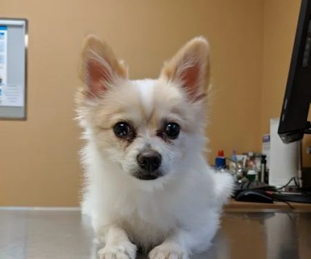 North Creek Pet Hospital