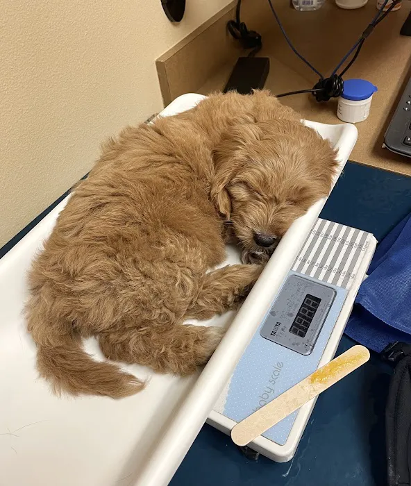 North Creek Pet Hospital Picture 8