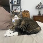Veterinary Specialty Center of Seattle