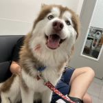Veterinary Emergency Group