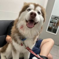 Veterinary Emergency Group ico