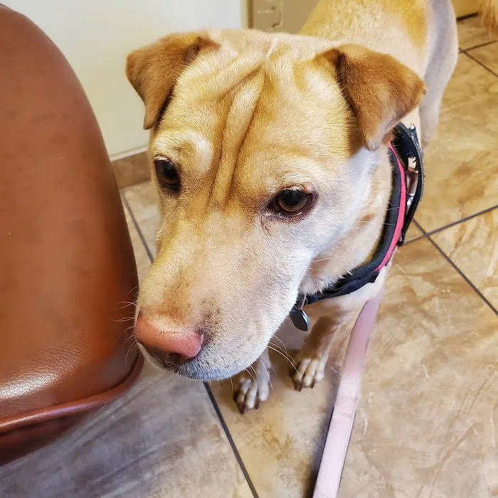 Lynnwood Animal Hospital Picture 4