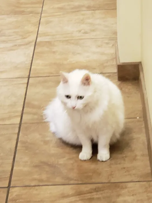 Lynnwood Animal Hospital Picture 7
