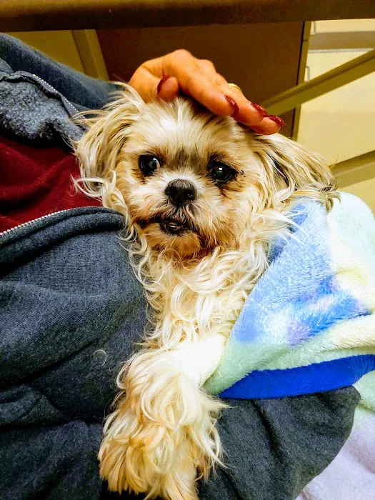 VCA Alderwood Companion Animal Hospital Picture 2