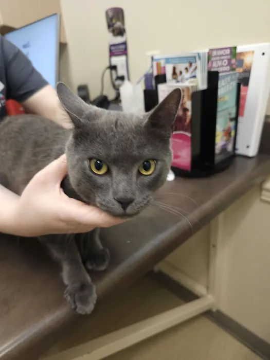 VCA Alderwood Companion Animal Hospital Picture 3