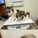 Banfield Pet Hospital