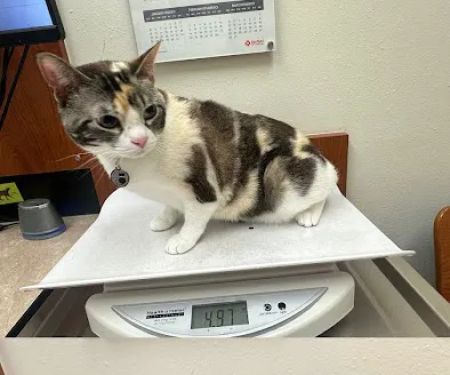 Banfield Pet Hospital