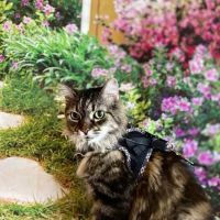 Helping Hands Veterinary Clinic ico