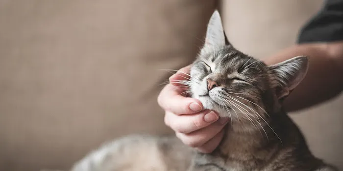Gentle Whiskers Mobile Cat Vet Picture 2