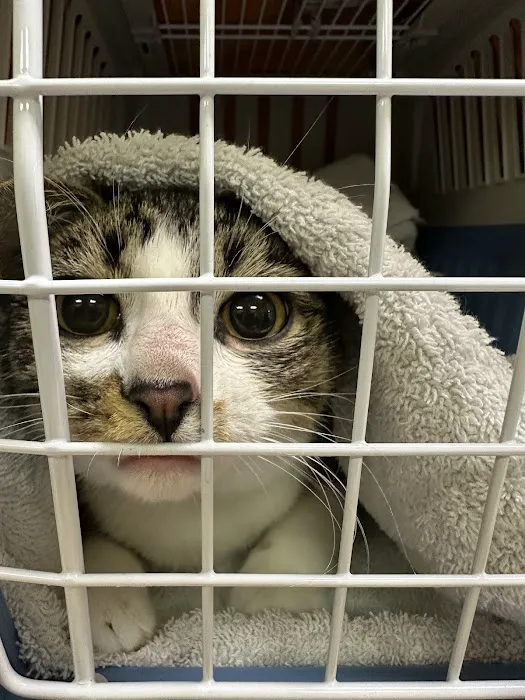Feral Cat Spay Neuter Project Picture 1