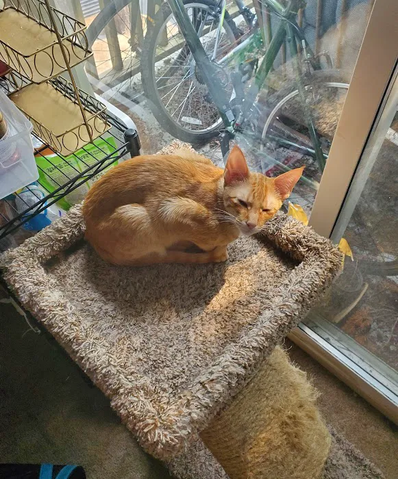 Feral Cat Spay Neuter Project Picture 4