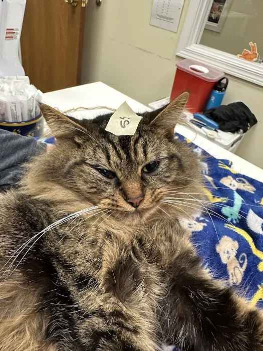 Feral Cat Spay Neuter Project Picture 6