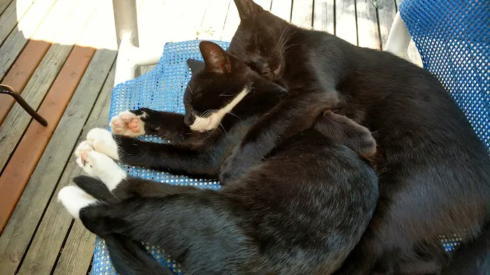 Feral Cat Spay Neuter Project Picture 7