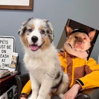 Perrinville Animal Hospital ico