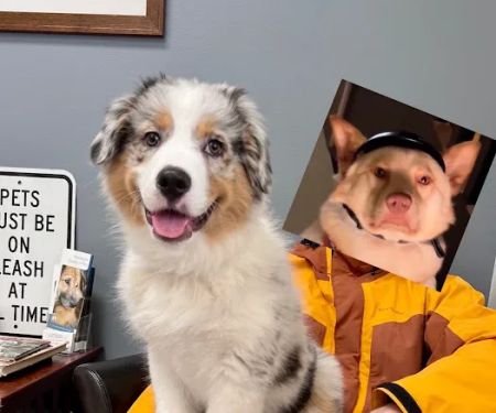 Perrinville Animal Hospital