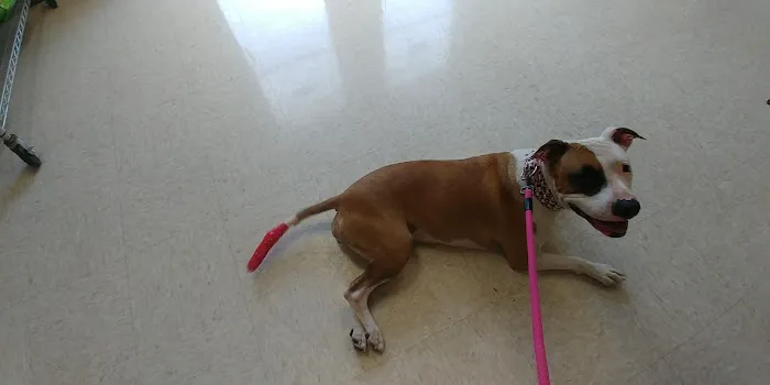 Perrinville Animal Hospital Picture 6
