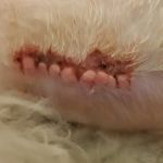Alpine Animal Hospital
