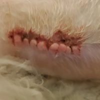 Alpine Animal Hospital ico