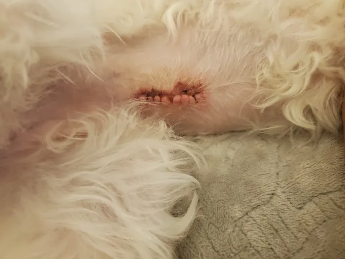 Alpine Animal Hospital Picture 6