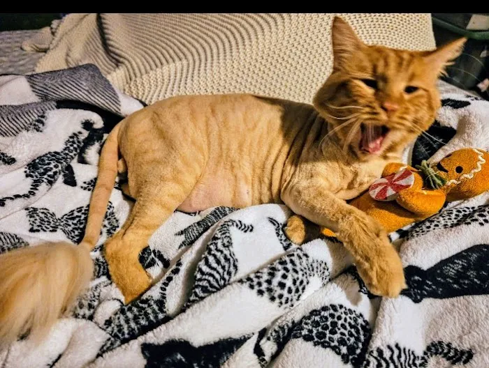 Habra Linda Animal Hospital Picture 3