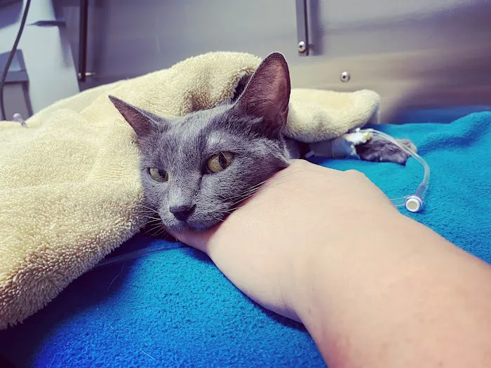 Orange County Emergency Pet Clinic Picture 8