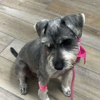 Aloha Veterinary Hospital ico
