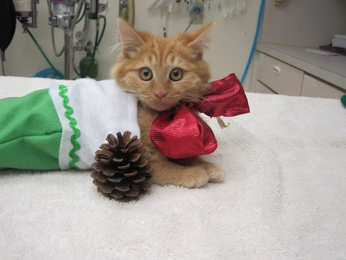Brea Veterinary Hospital Picture 1