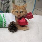 Brea Veterinary Hospital