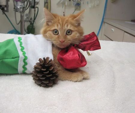 Brea Veterinary Hospital