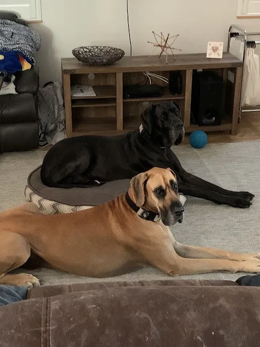 Healthy Paws Veterinary Care Picture 4