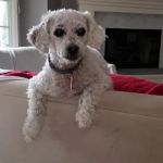 Healthy Paws Veterinary Care