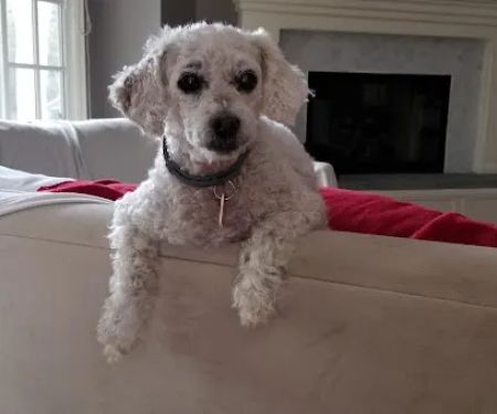 Healthy Paws Veterinary Care