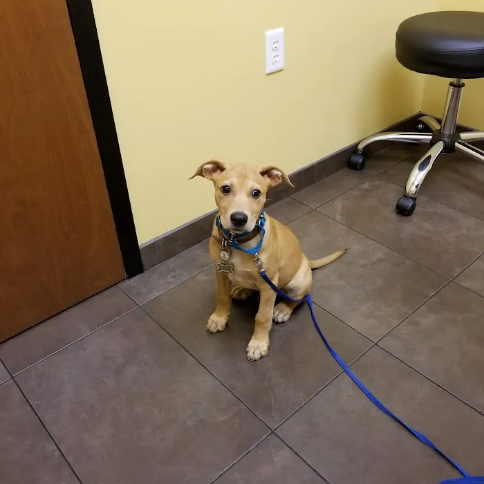 Loyal Companion Animal Care Picture 4